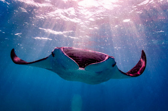 بالصور: الكشف عن كائن بحري نادر وحيد من نوعه في العالم صورة رقم 4