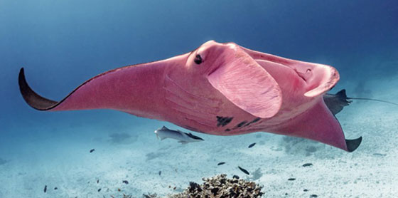 بالصور: الكشف عن كائن بحري نادر وحيد من نوعه في العالم صورة رقم 5