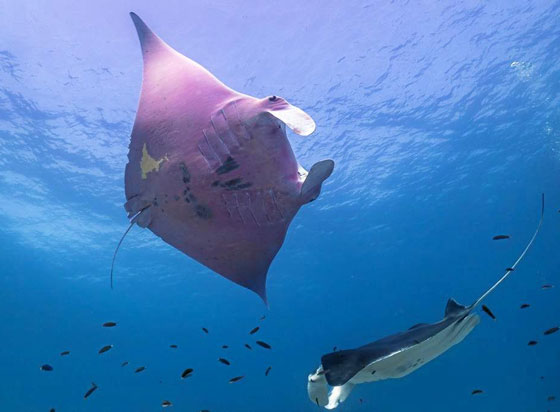 بالصور: الكشف عن كائن بحري نادر وحيد من نوعه في العالم صورة رقم 8
