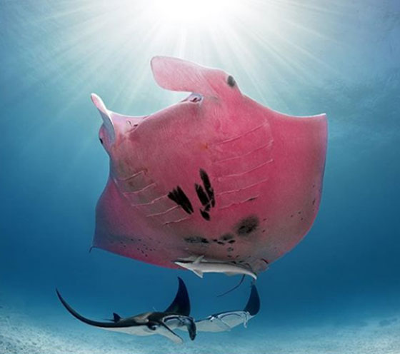 بالصور: الكشف عن كائن بحري نادر وحيد من نوعه في العالم صورة رقم 9