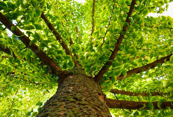 شجرة جنكو بيلوبا التي تعيش لملايين السنين صورة رقم 2