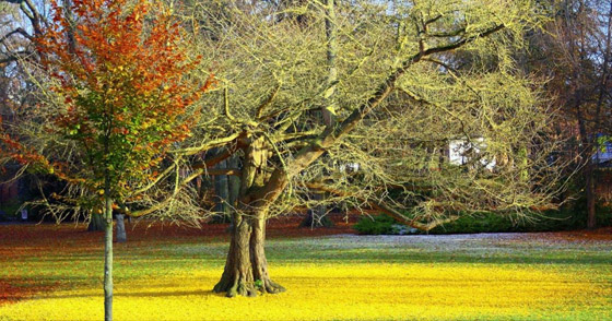شجرة جنكو بيلوبا التي تعيش لملايين السنين صورة رقم 8