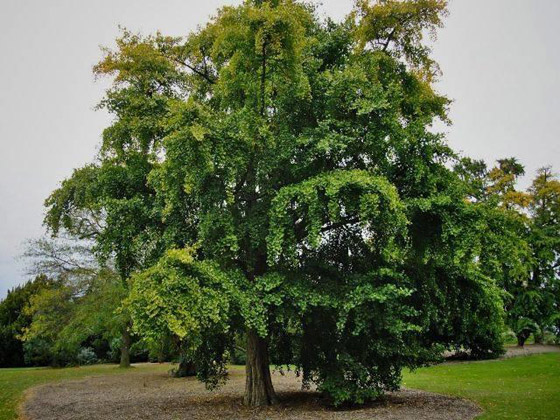 شجرة جنكو بيلوبا التي تعيش لملايين السنين صورة رقم 1
