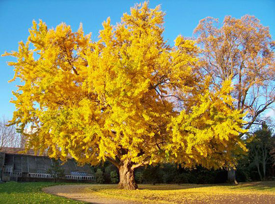 شجرة جنكو بيلوبا التي تعيش لملايين السنين صورة رقم 3