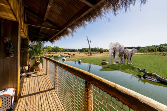 فندق إنكليزي يمنح رواده فرصة الاستيقاظ على مشاهدة الأفيال والفهود (صور) صورة رقم 1