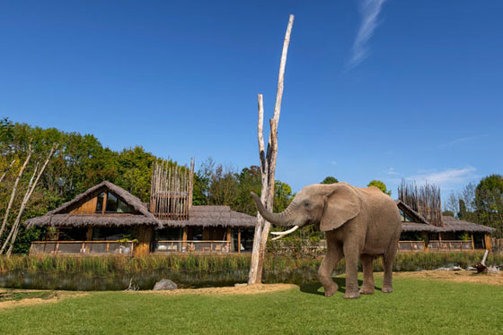 فندق إنكليزي يمنح رواده فرصة الاستيقاظ على مشاهدة الأفيال والفهود (صور) صورة رقم 3