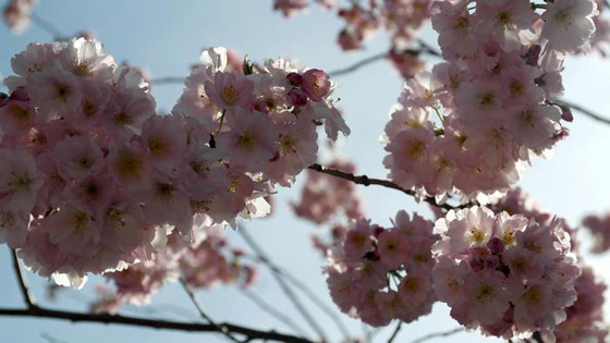 الربيع يواسينا رغم كورونا: إزهار أشجار الكرز في مدينة بون الألمانية صورة رقم 1