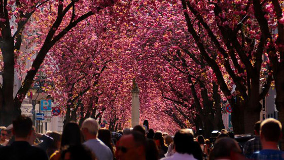 الربيع يواسينا رغم كورونا: إزهار أشجار الكرز في مدينة بون الألمانية صورة رقم 2