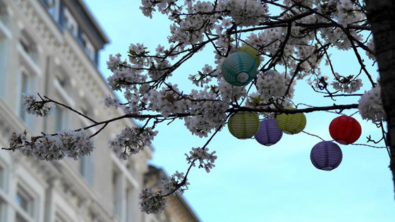 الربيع يواسينا رغم كورونا: إزهار أشجار الكرز في مدينة بون الألمانية صورة رقم 5