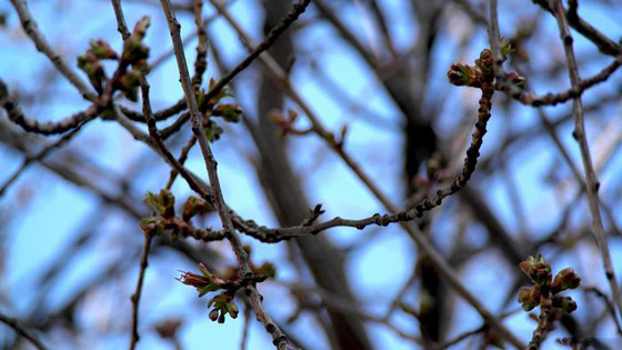 الربيع يواسينا رغم كورونا: إزهار أشجار الكرز في مدينة بون الألمانية صورة رقم 7