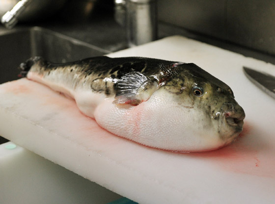 أسماك سامة وفطر قاتل.. إليكم أخطر أطعمة يأكلها البشر في العالم! صورة رقم 1
