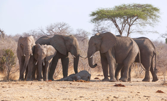 الفيلة تقيم الجنازات.. إليكم أغرب سلوكيات بشرية تمارسها الحيوانات! صورة رقم 3