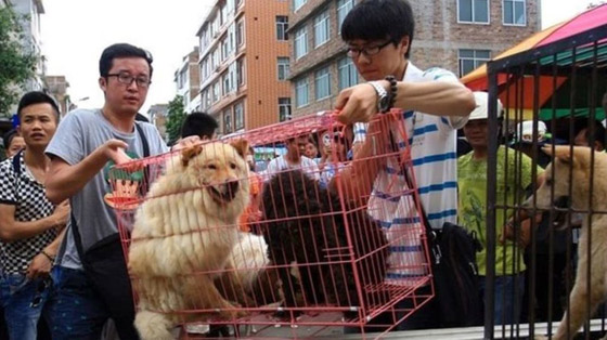 قرار تاريخي.. أول مدينة صينية تحظر تناول لحوم القطط والكلاب! صورة رقم 3