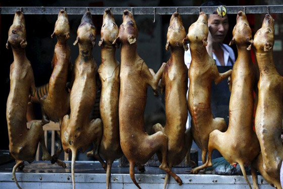 قرار تاريخي.. أول مدينة صينية تحظر تناول لحوم القطط والكلاب! صورة رقم 4