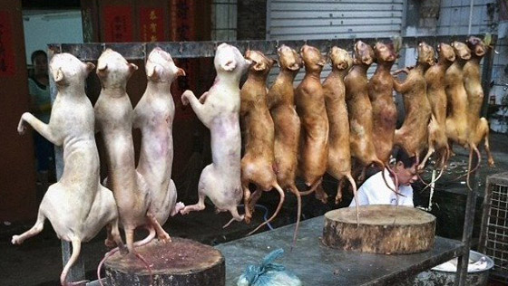 قرار تاريخي.. أول مدينة صينية تحظر تناول لحوم القطط والكلاب! صورة رقم 1