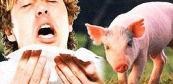 فيروس الخنازير: العالم يترقب إنفلونزا جديدة والصحة العالمية: احذروا! صورة رقم 29