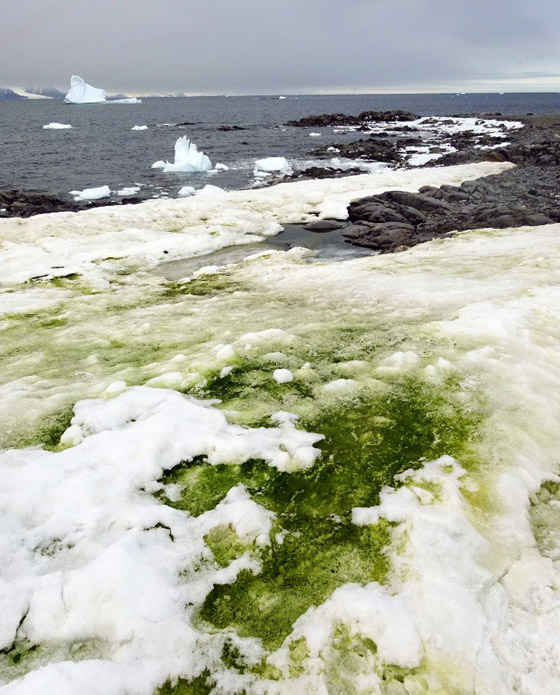 اللون الأخضر يكسو جليد القطب الجنوبي.. علماء: بداية نظام بيئي جديد صورة رقم 3