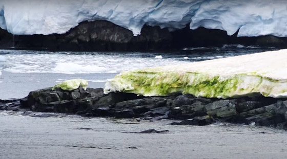 اللون الأخضر يكسو جليد القطب الجنوبي.. علماء: بداية نظام بيئي جديد صورة رقم 4