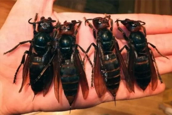 بالصور: تعرفوا إلى 10 من أخطر الحشرات المميتة في العالم صورة رقم 6