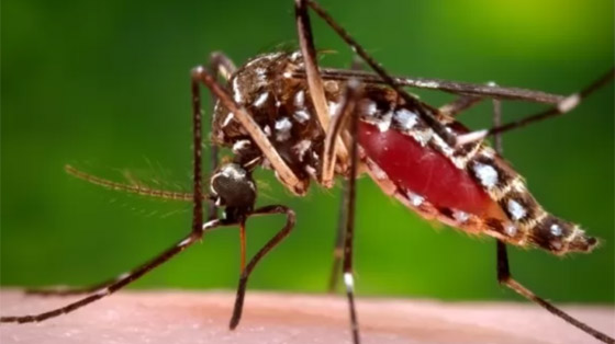 بالصور: تعرفوا إلى 10 من أخطر الحشرات المميتة في العالم صورة رقم 10