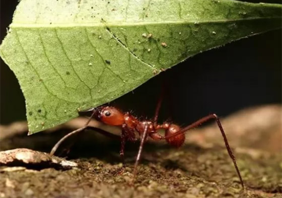 بالصور: تعرفوا إلى 10 من أخطر الحشرات المميتة في العالم صورة رقم 9