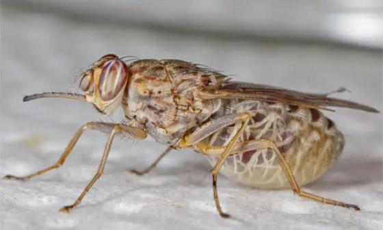 بالصور: تعرفوا إلى 10 من أخطر الحشرات المميتة في العالم صورة رقم 7