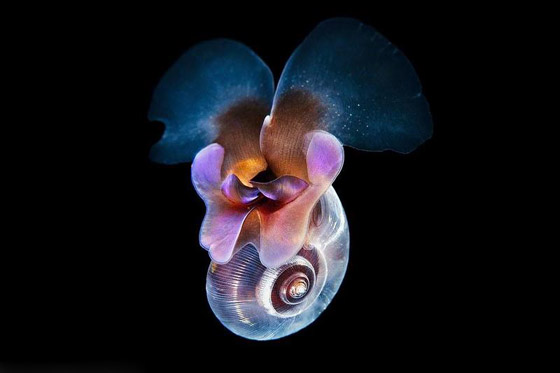 كائنات مائية غريبة تعيش تحت درجة الصفر.. صور صورة رقم 4
