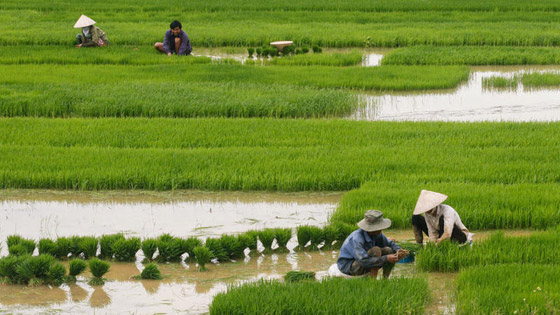 آسيا الوسطى مصدر أول أرز مزروع في العالم صورة رقم 1