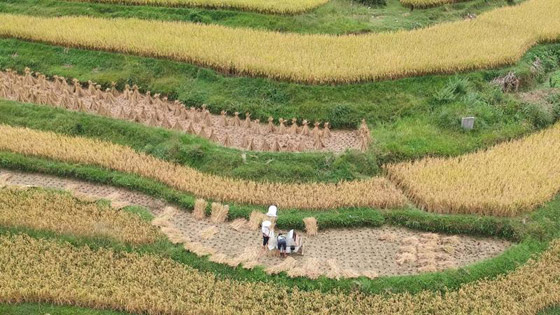 آسيا الوسطى مصدر أول أرز مزروع في العالم صورة رقم 2
