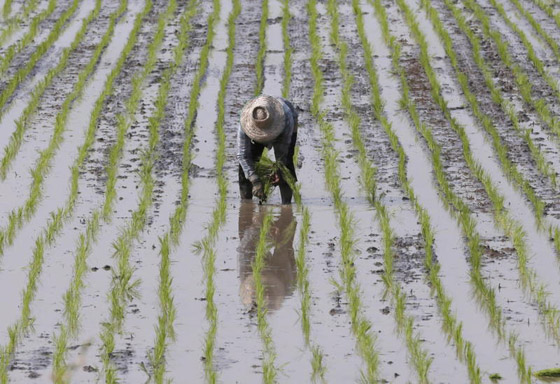 آسيا الوسطى مصدر أول أرز مزروع في العالم صورة رقم 5