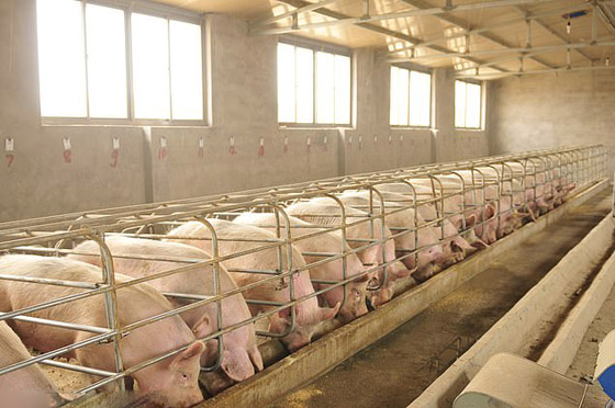 فيروس الخنازير: العالم يترقب إنفلونزا جديدة والصحة العالمية: احذروا! صورة رقم 16