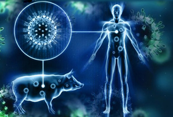 فيروس الخنازير: العالم يترقب إنفلونزا جديدة والصحة العالمية: احذروا! صورة رقم 19