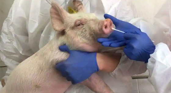 فيروس الخنازير: العالم يترقب إنفلونزا جديدة والصحة العالمية: احذروا! صورة رقم 25