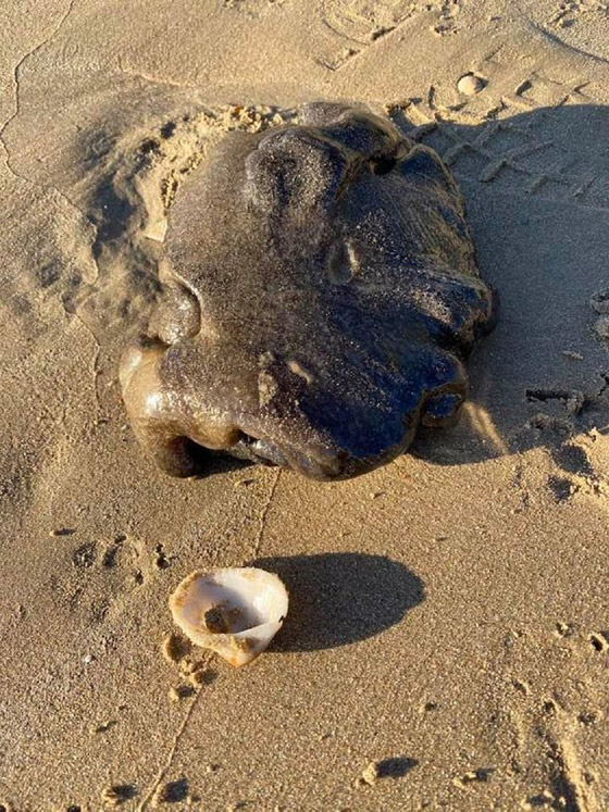 صور: مخلوق بحري غامض ألقت به الأمواج على أحد شواطئ أستراليا صورة رقم 1