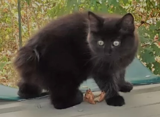 بعيدا عن الأساطير.. إليكم 10 من أنواع القطط السوداء الرائعة والجذابة صورة رقم 1