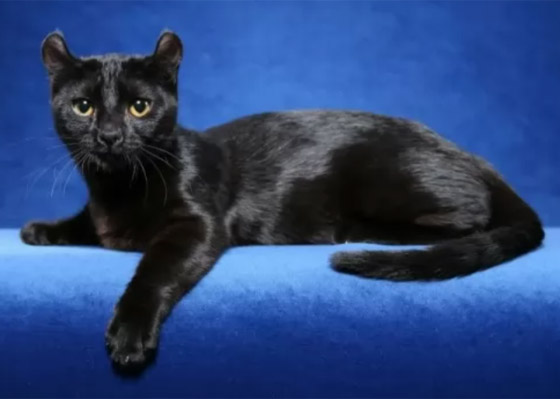 بعيدا عن الأساطير.. إليكم 10 من أنواع القطط السوداء الرائعة والجذابة صورة رقم 2