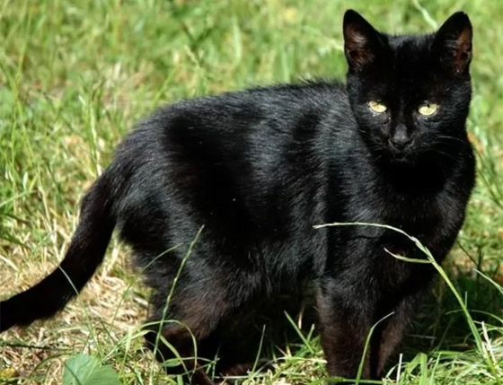 بعيدا عن الأساطير.. إليكم 10 من أنواع القطط السوداء الرائعة والجذابة صورة رقم 3