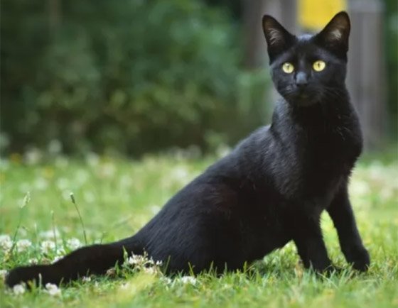 بعيدا عن الأساطير.. إليكم 10 من أنواع القطط السوداء الرائعة والجذابة صورة رقم 4