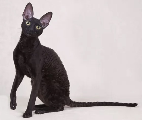 بعيدا عن الأساطير.. إليكم 10 من أنواع القطط السوداء الرائعة والجذابة صورة رقم 6