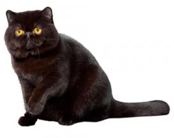بعيدا عن الأساطير.. إليكم 10 من أنواع القطط السوداء الرائعة والجذابة صورة رقم 8