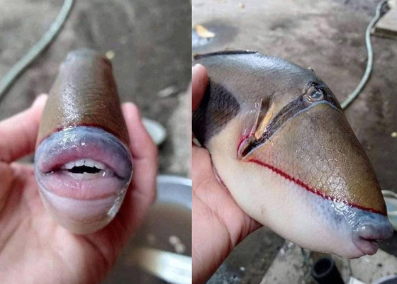 صورة سمكة غريبة لها أسنان وفم شبيه بالإنسان تثير ضجة الآلاف! صورة رقم 1