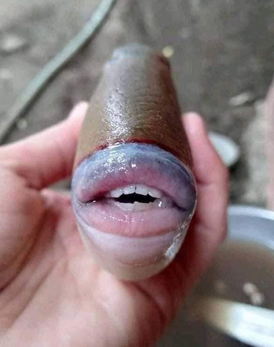 صورة سمكة غريبة لها أسنان وفم شبيه بالإنسان تثير ضجة الآلاف! صورة رقم 2