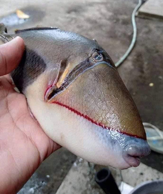 صورة سمكة غريبة لها أسنان وفم شبيه بالإنسان تثير ضجة الآلاف! صورة رقم 3