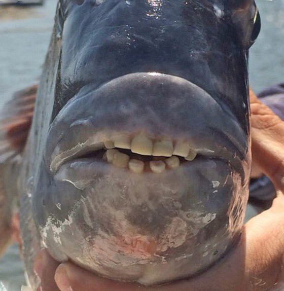 صورة سمكة غريبة لها أسنان وفم شبيه بالإنسان تثير ضجة الآلاف! صورة رقم 4