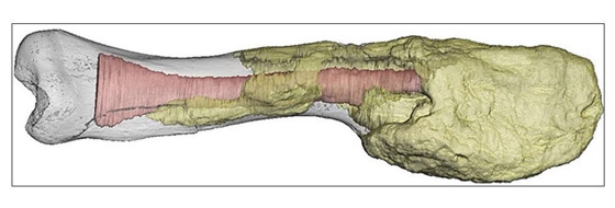 العثور على السرطان في قدم ديناصور عاش قبل 77 مليون عام صورة رقم 2