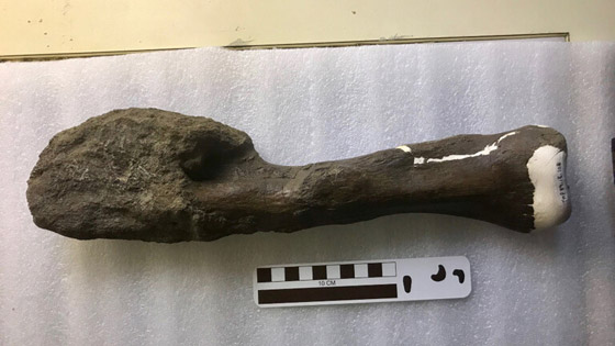 العثور على السرطان في قدم ديناصور عاش قبل 77 مليون عام صورة رقم 3
