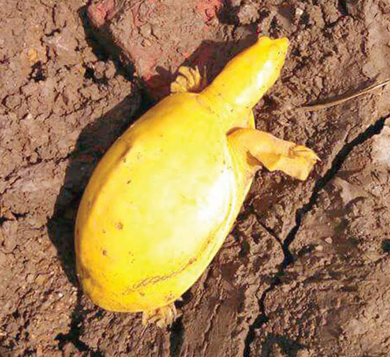 صور مدهشة.. العثور على سلحفاة صفراء نادرة في الهند صورة رقم 6