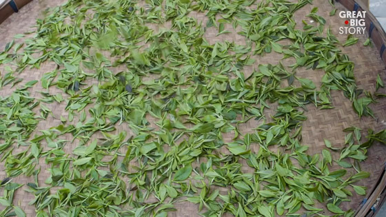 عمره أكثر من ألف عام.. تعرف على أسرار أفضل أنواع الشاي الأخضر بالعالم صورة رقم 1