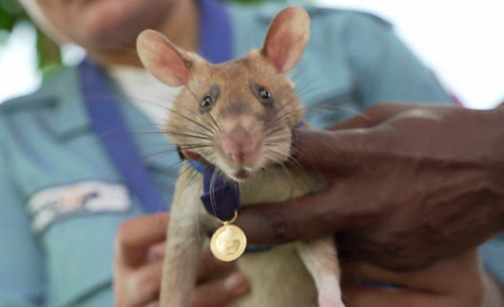 صور: مؤسسة تمنح فأرا شجاعا ميدالية ذهبية.. فما قصته؟ صورة رقم 3
