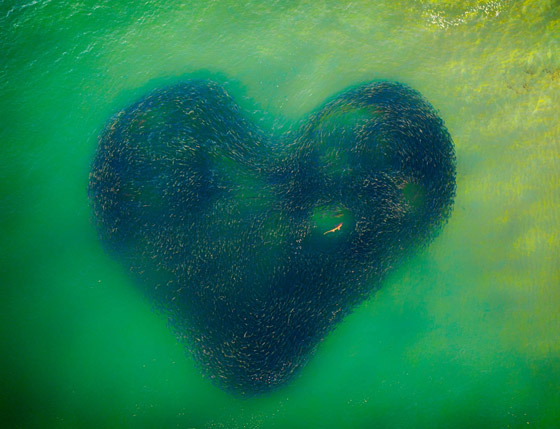 قلب وسط البحر: مصور يوثق مشهدا ساحرا لأسماك دام لثواني فقط بأستراليا صورة رقم 1